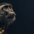 机灵猴 Clever Monkey — 十二生肖手机壁纸